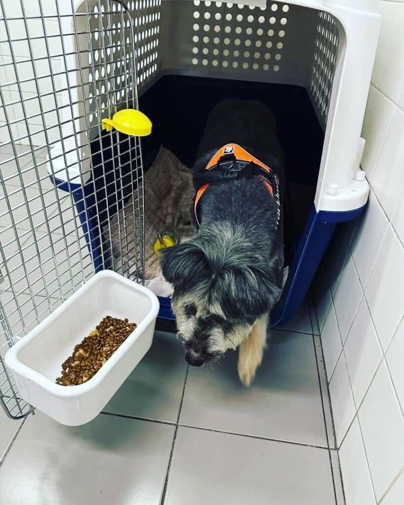 Schnauzer puppy delivery