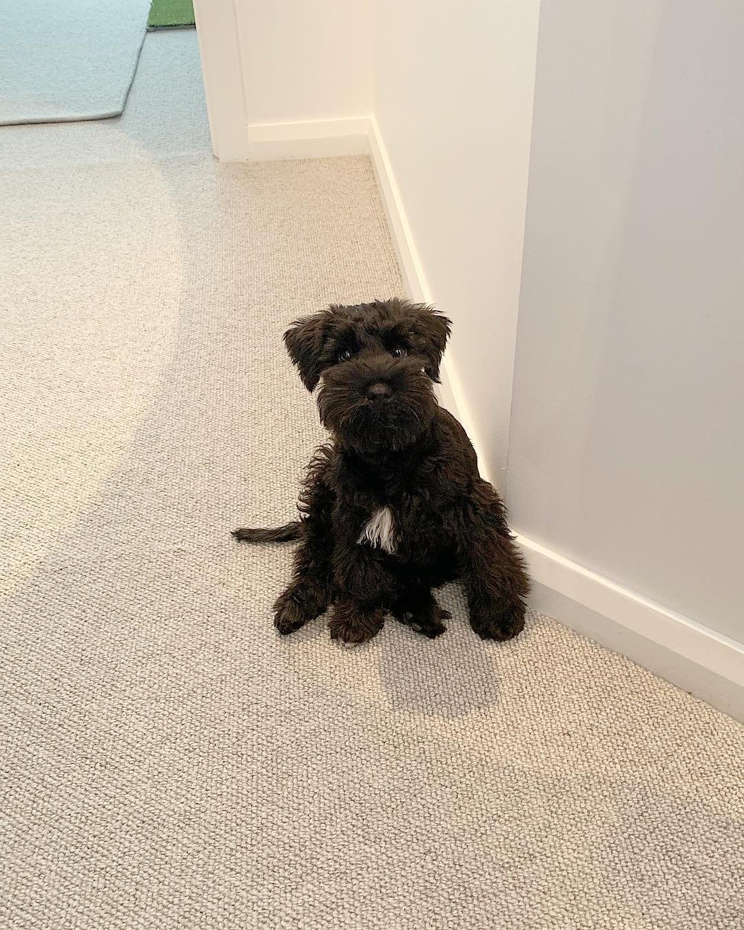 Black Miniature Schnauzer puppy for sale