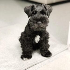 Black Miniature Schnauzer puppy for sale
