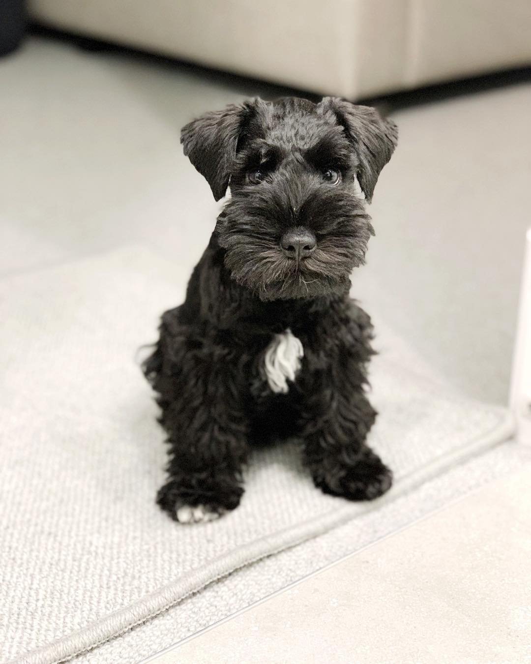 Black Miniature Schnauzer puppy for sale
