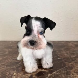 Black and White Schnauzer Puppy for Sale