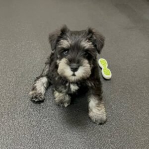 Buy Male Schnauzer Puppy
