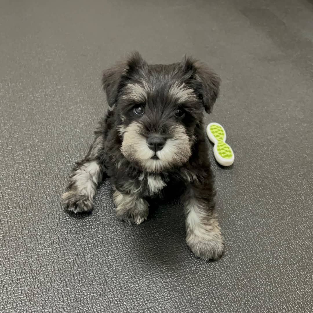 Buy Male Schnauzer Puppy