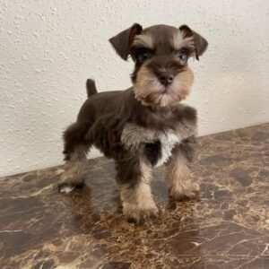 Chocolate Schnauzer Puppy for Sale