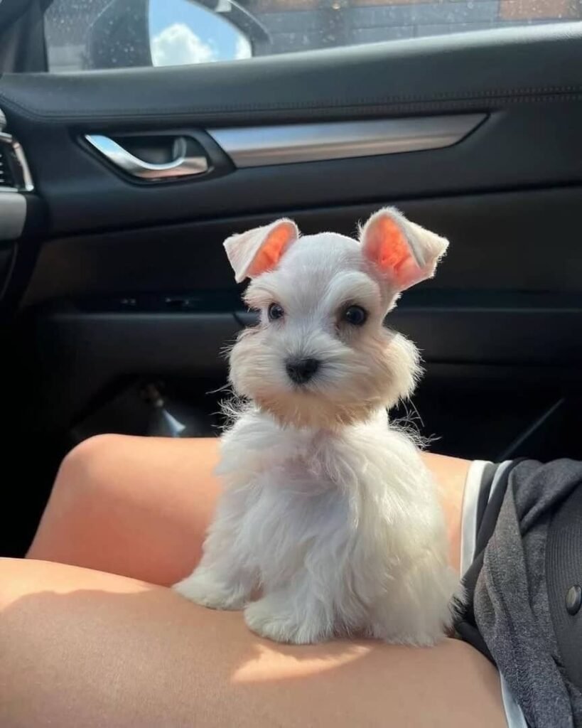 Miniature Schnauzer Puppy