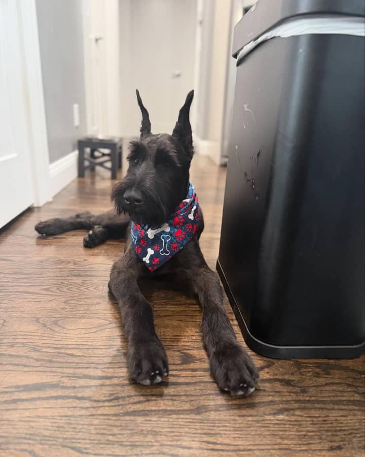 Giant Schnauzer puppy