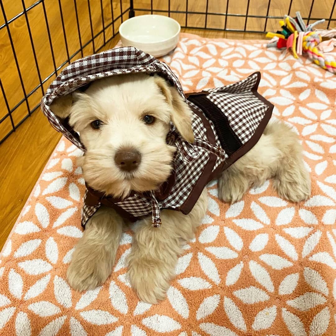 Wheaten Miniature Schnauzer Puppy for Sale.