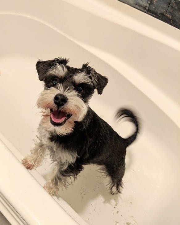 black and silver mini schnauzer
