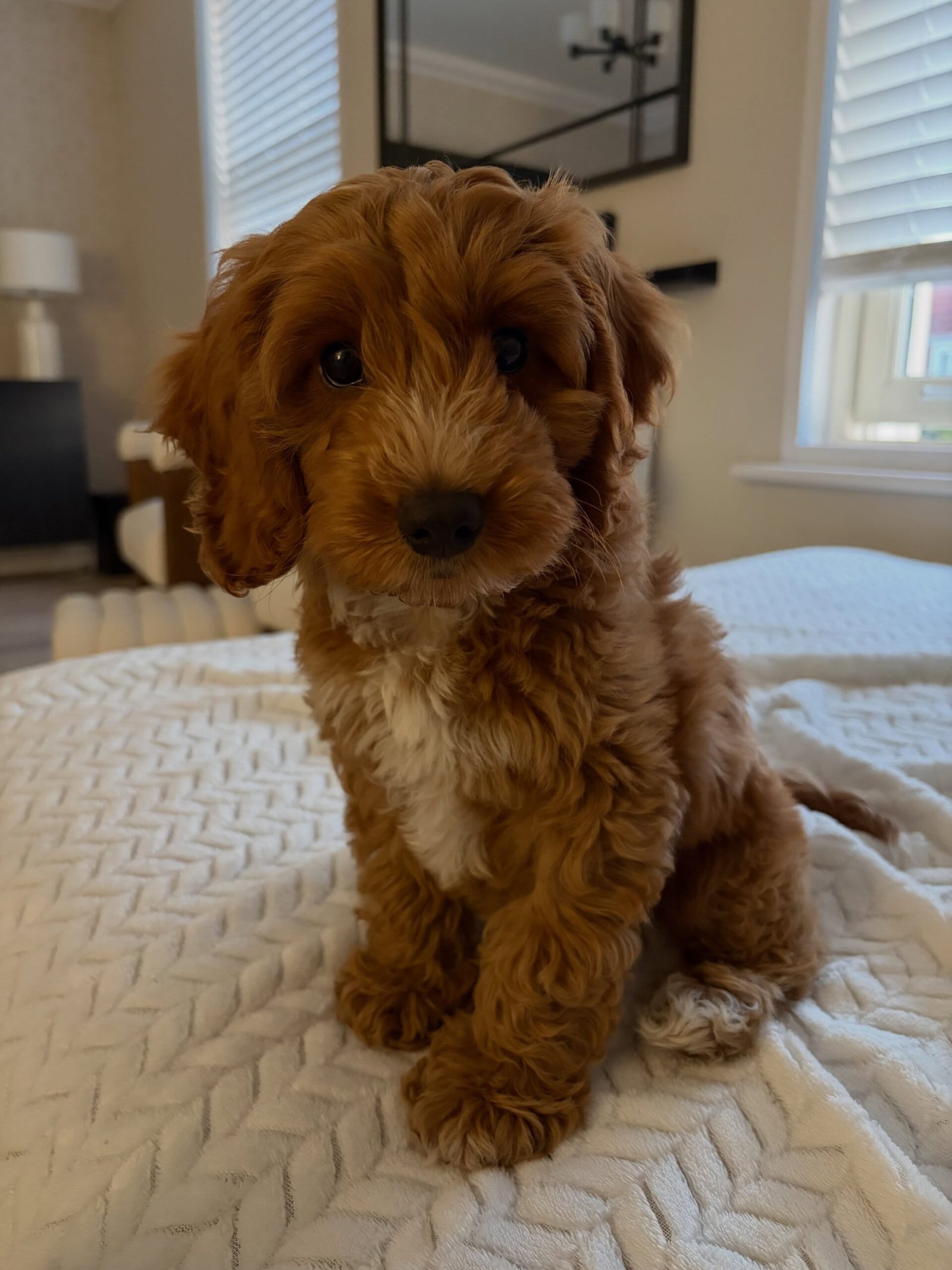 Apricot Cockapoo Puppy for Sale - BONNIE - Image 2
