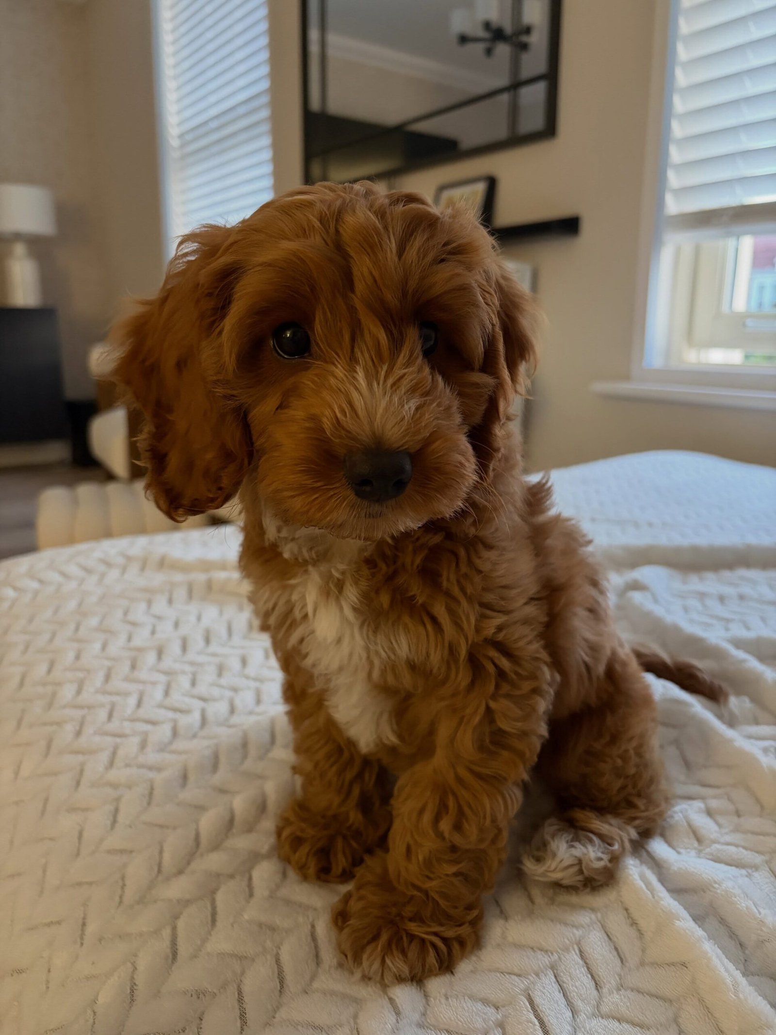 Apricot Cockapoo Puppy for Sale - BONNIE - Image 3