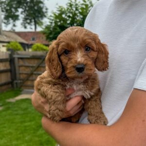 Apricot Cockapoo Puppy for Sale