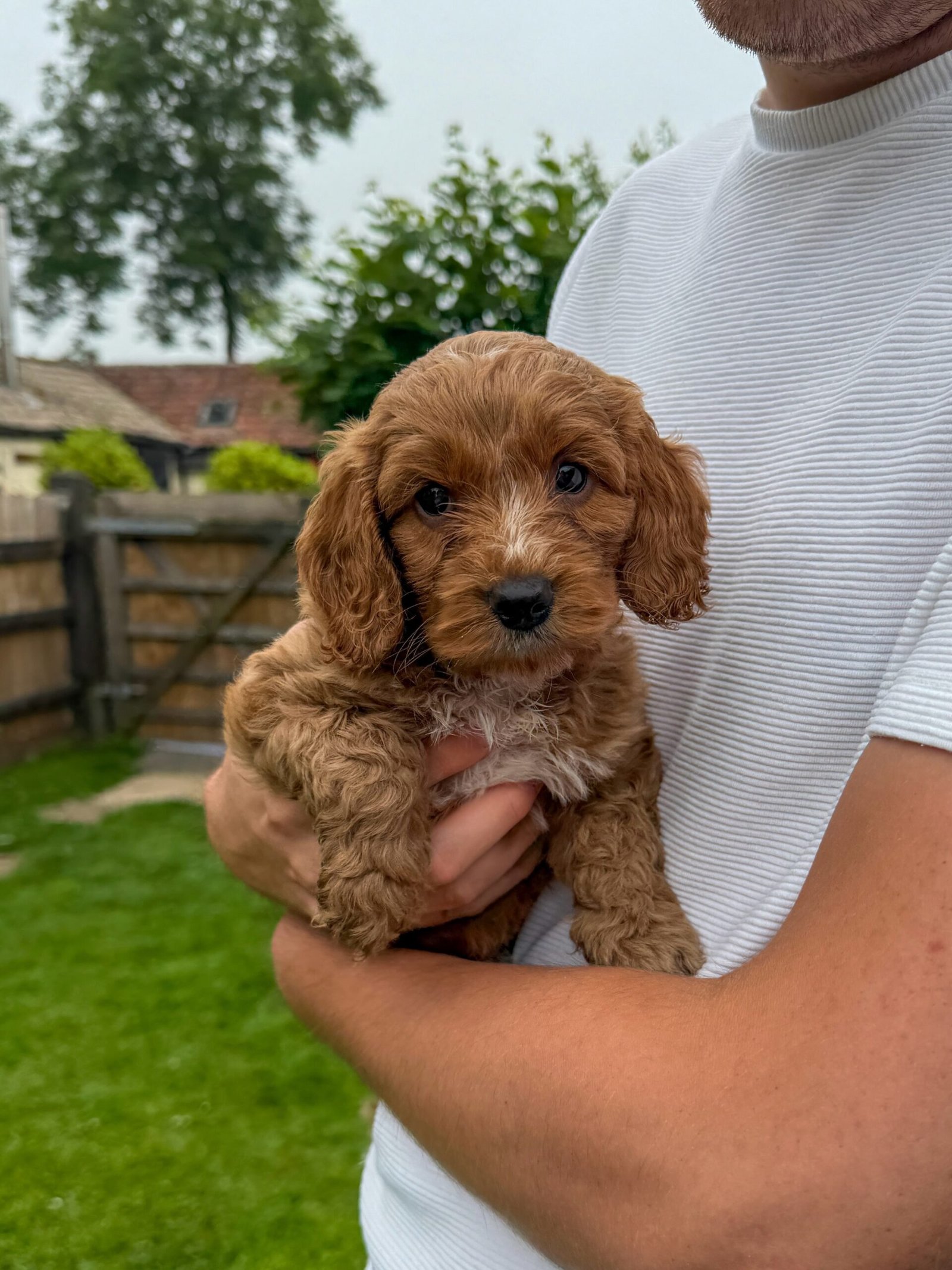 Apricot Cockapoo Puppy for Sale