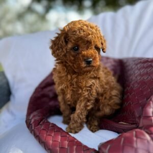 Apricot Toy Poodle Puppy for Sale