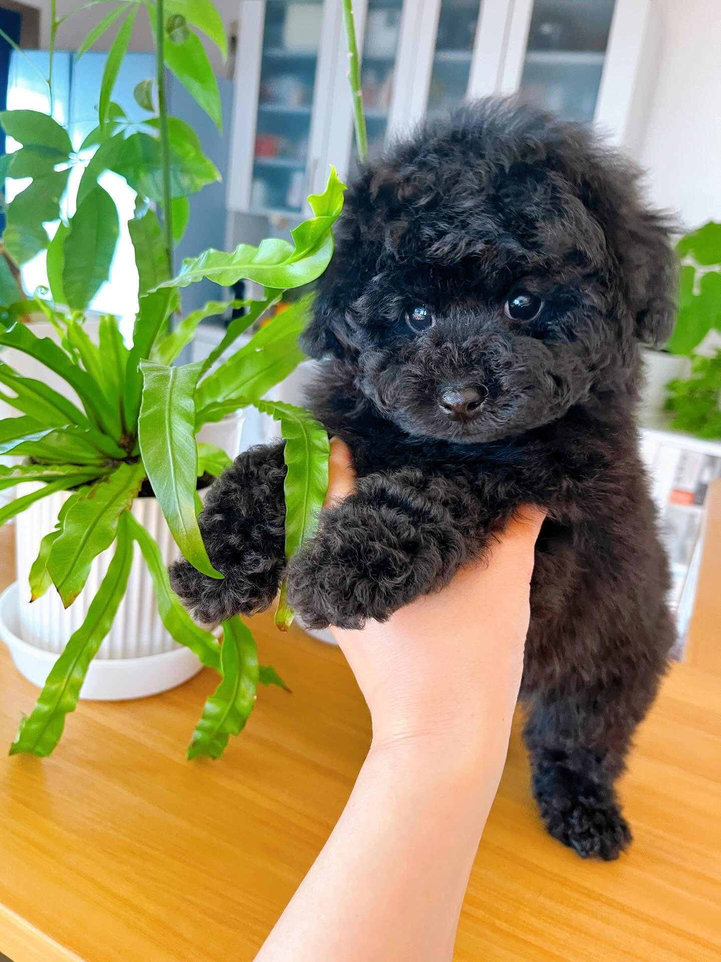 Black Female Toy Poodle Puppy for Sale | Winnie - Image 4