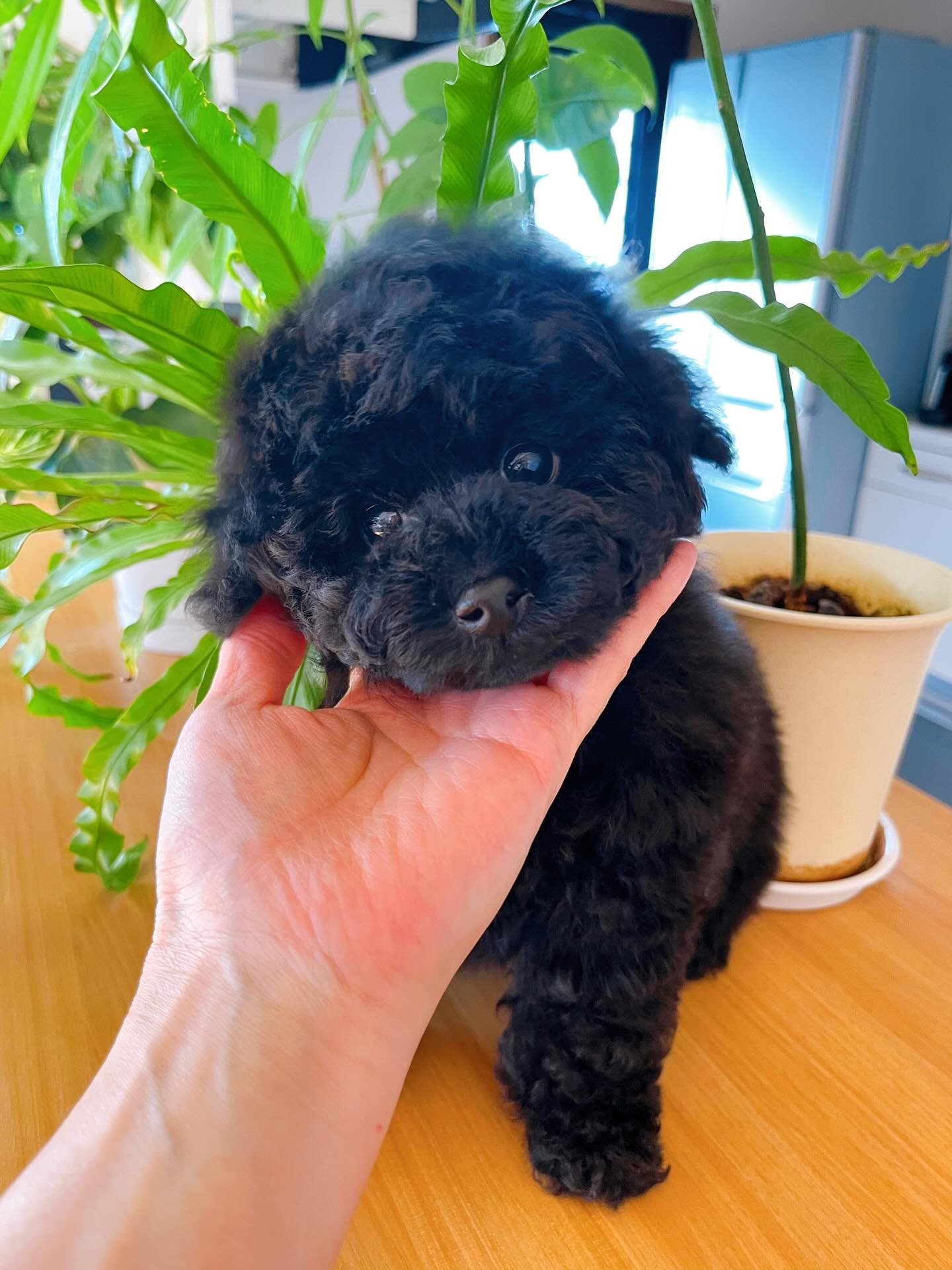 Black Female Toy Poodle Puppy for Sale | Winnie - Image 2