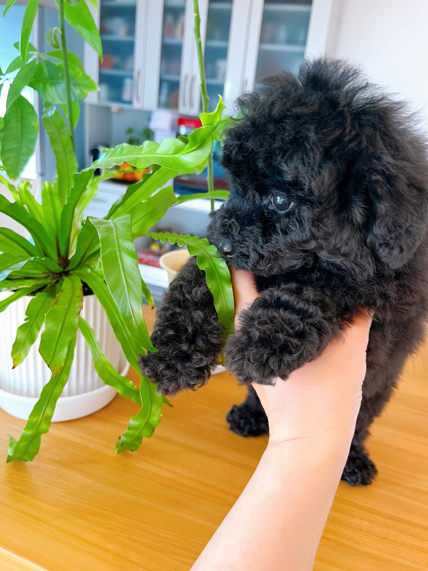 Black Female Toy Poodle Puppy for Sale | Winnie - Image 3
