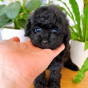 Black Female Toy Poodle Puppy for Sale