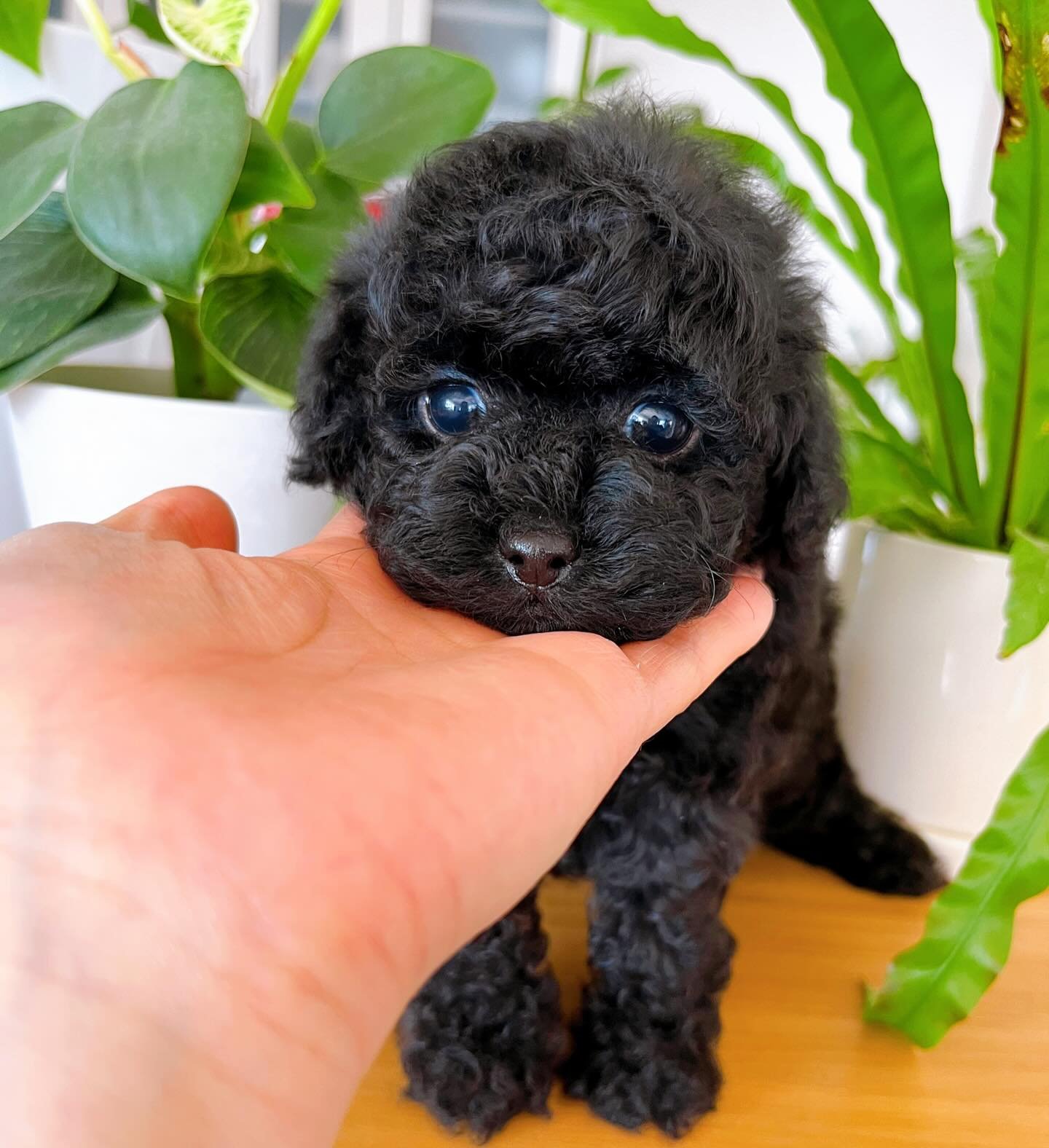 Black Female Toy Poodle Puppy for Sale