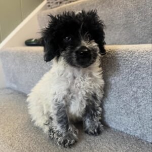 Black and White Cockapoo Puppy