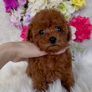 Brown Toy Poodle Puppy for Sale