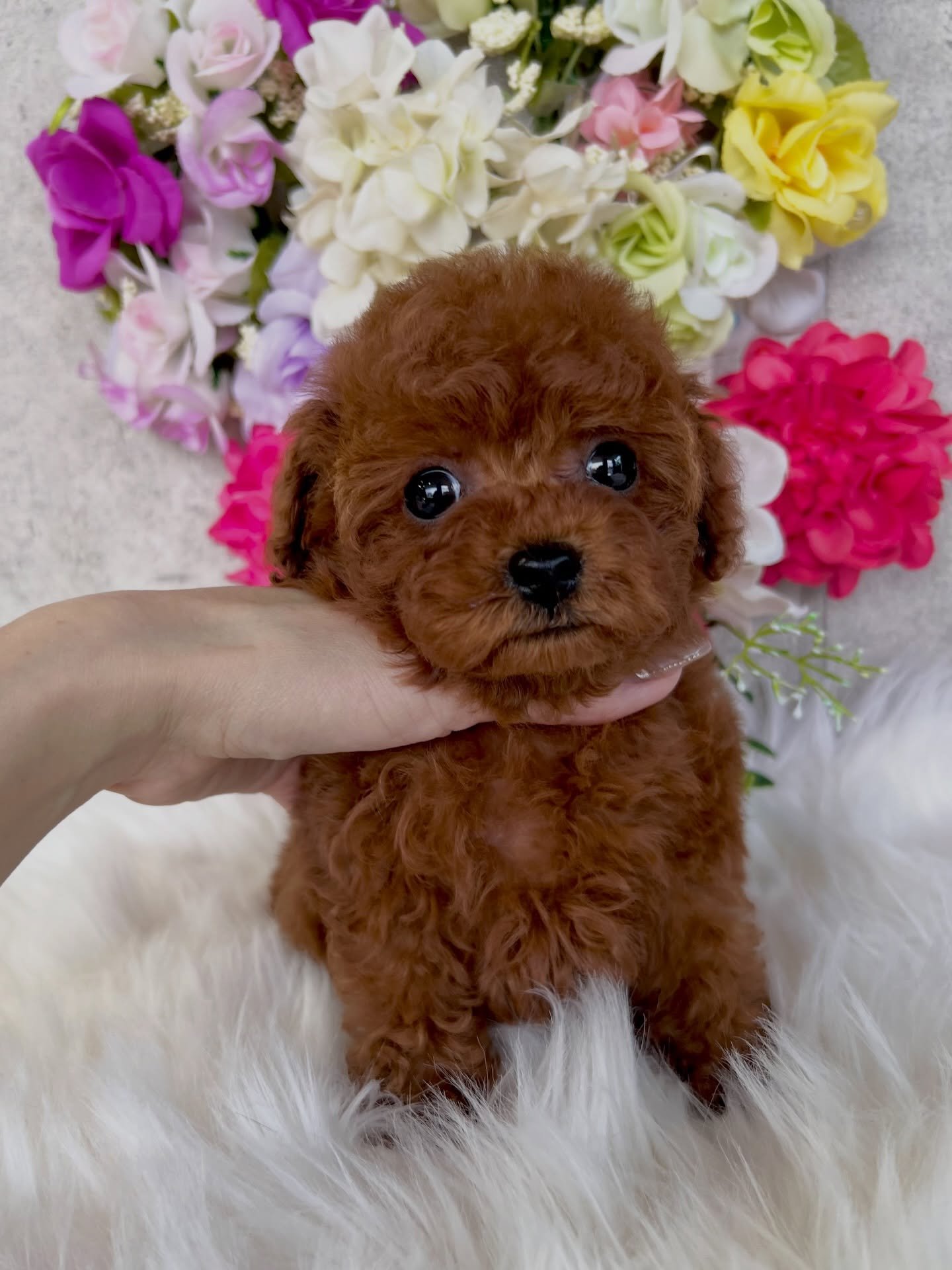 Brown Toy Poodle Puppy for Sale