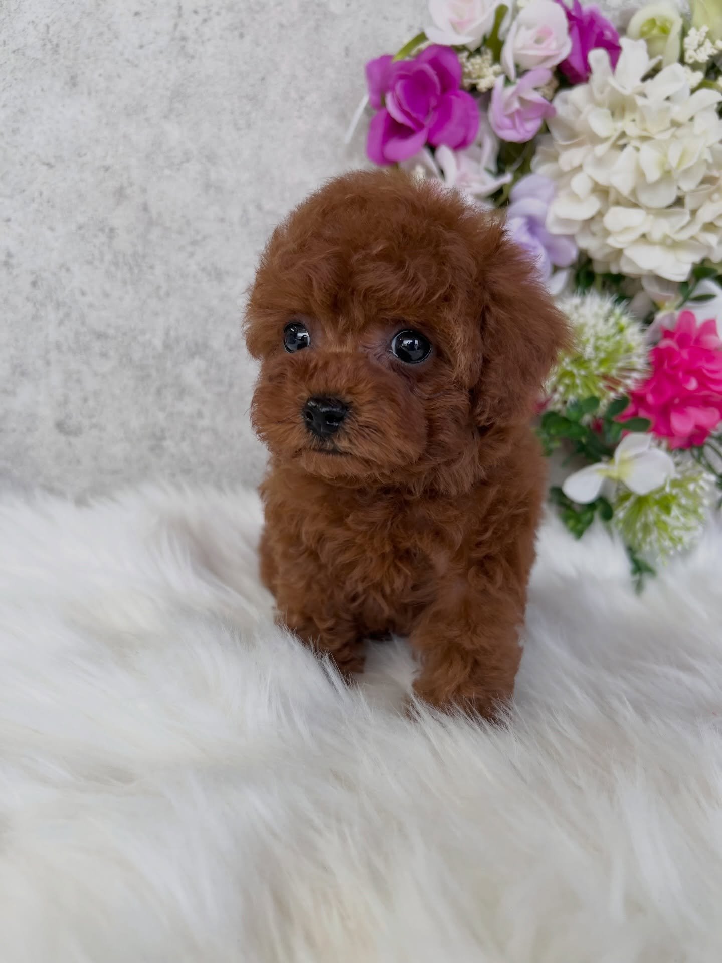 Brown Toy Poodle Puppy for Sale - COCO - Image 3