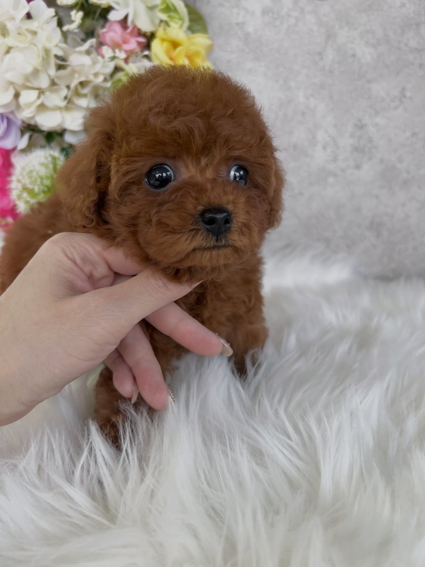 Buy Brown Toy Poodle UK