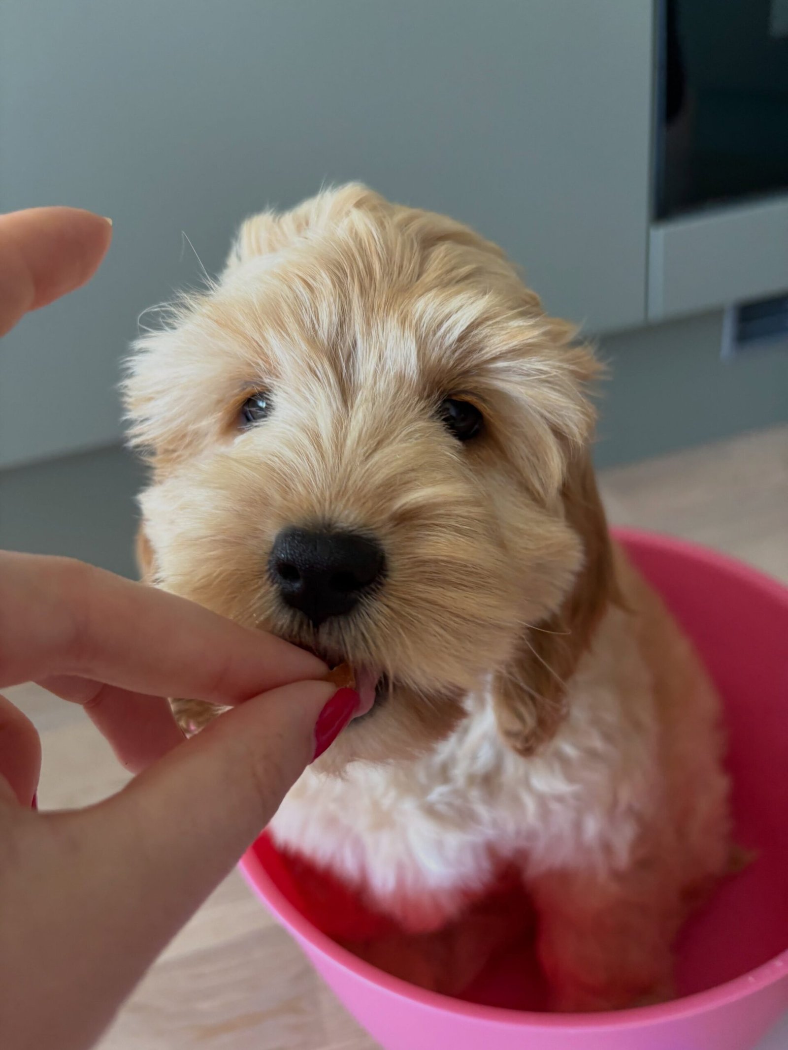 Cream Female Cockapoo Puppy for Sale – PENNY - Image 3