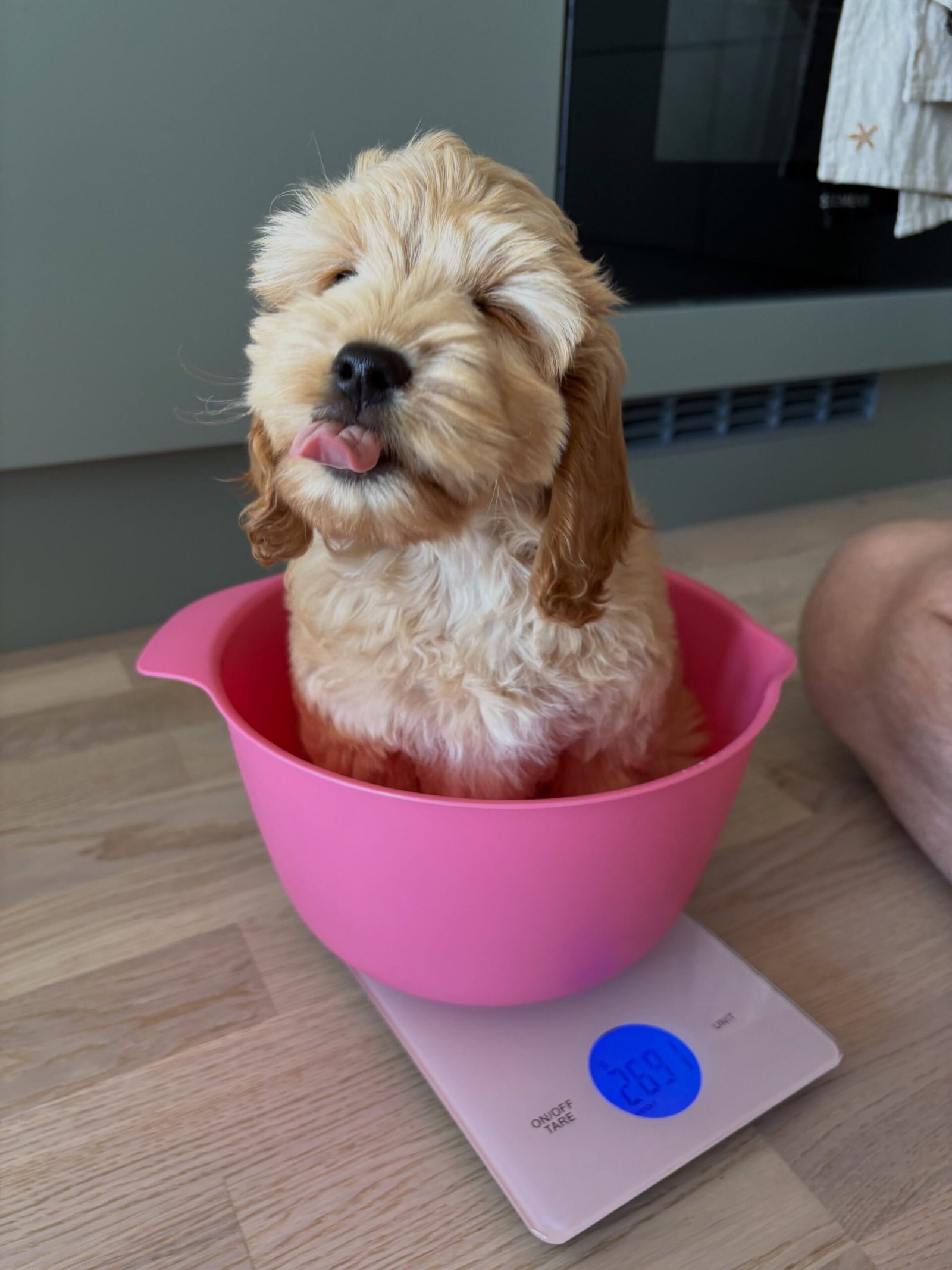 Cream Female Cockapoo Puppy for Sale – PENNY - Image 4