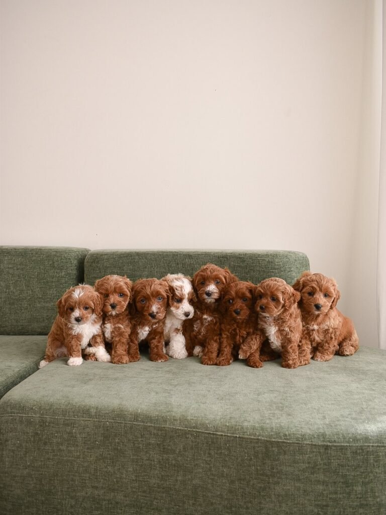 Available Cavapoo Puppies