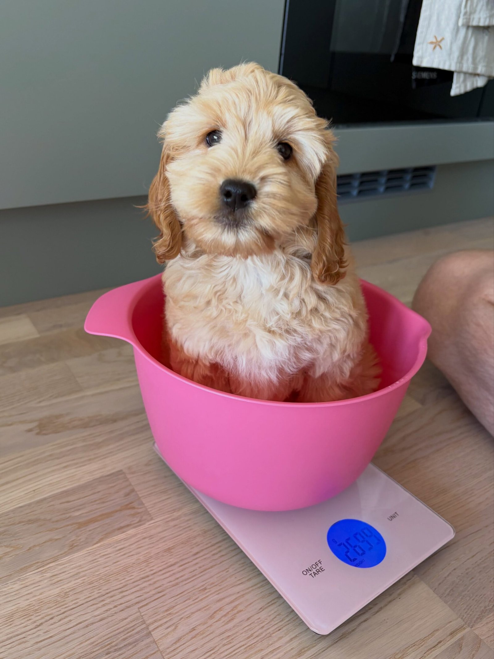 Cream Female Cockapoo Puppy for Sale – PENNY - Image 2