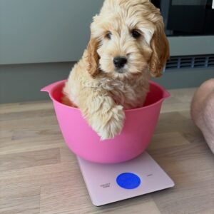 cream female Cockapoo puppy for sale