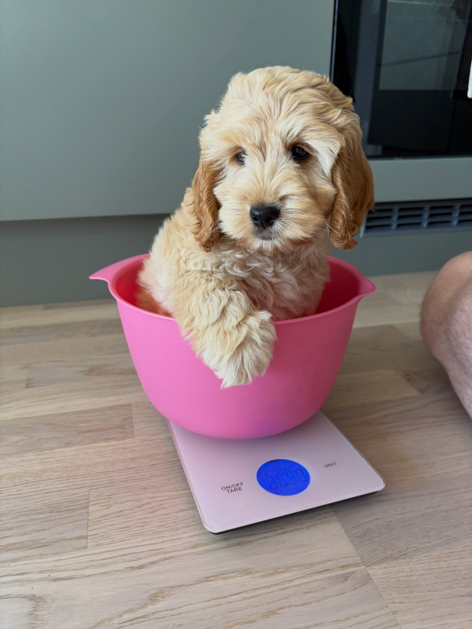 cream female Cockapoo puppy for sale