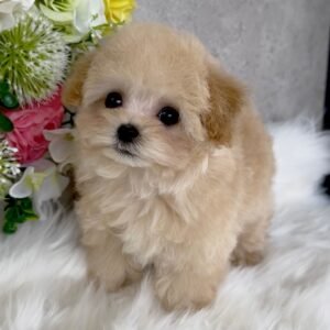 Cream Male Toy Poodle Puppy for Sale
