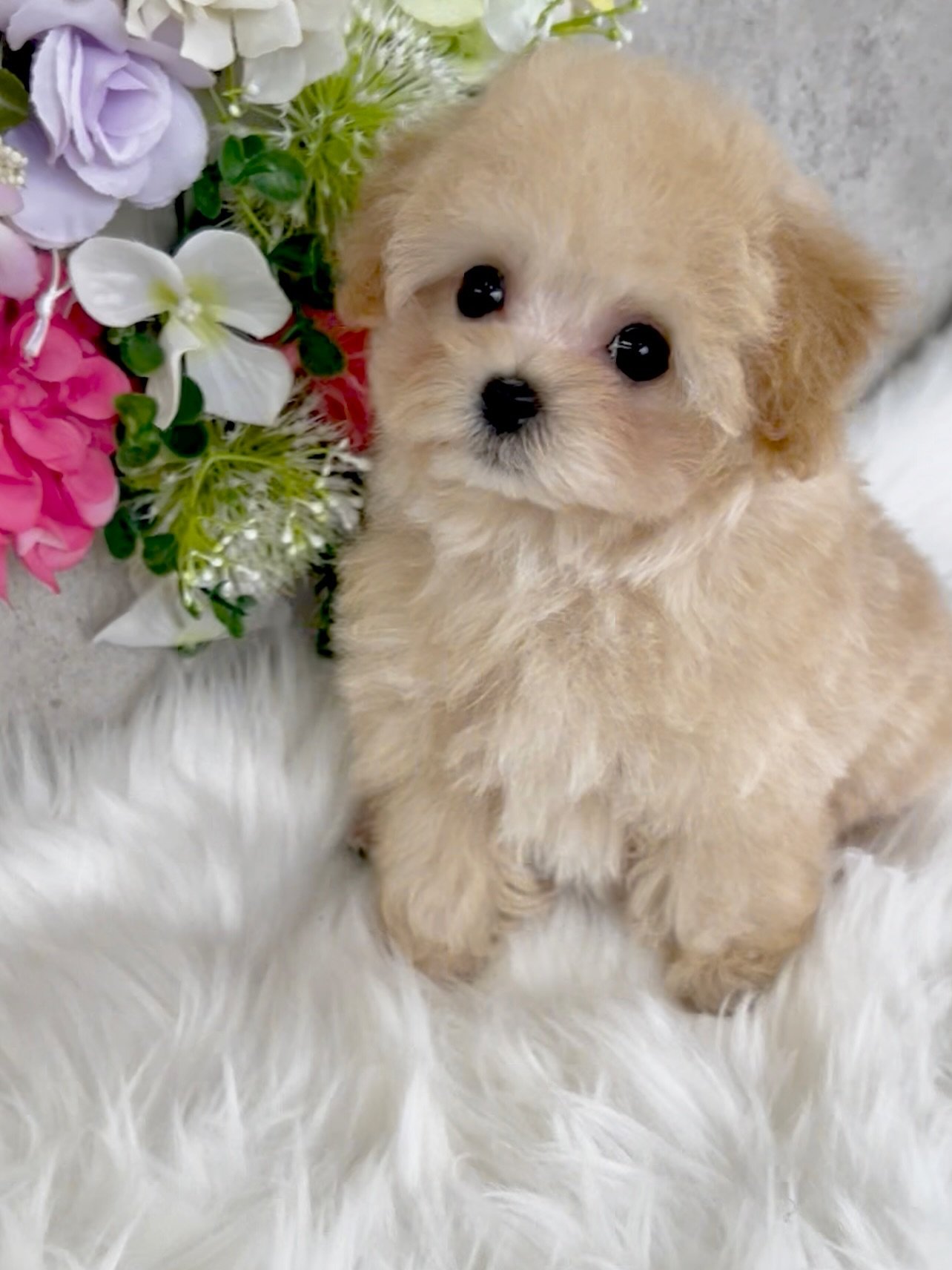 Cream Male Toy Poodle Puppy for Sale - MOON - Image 3