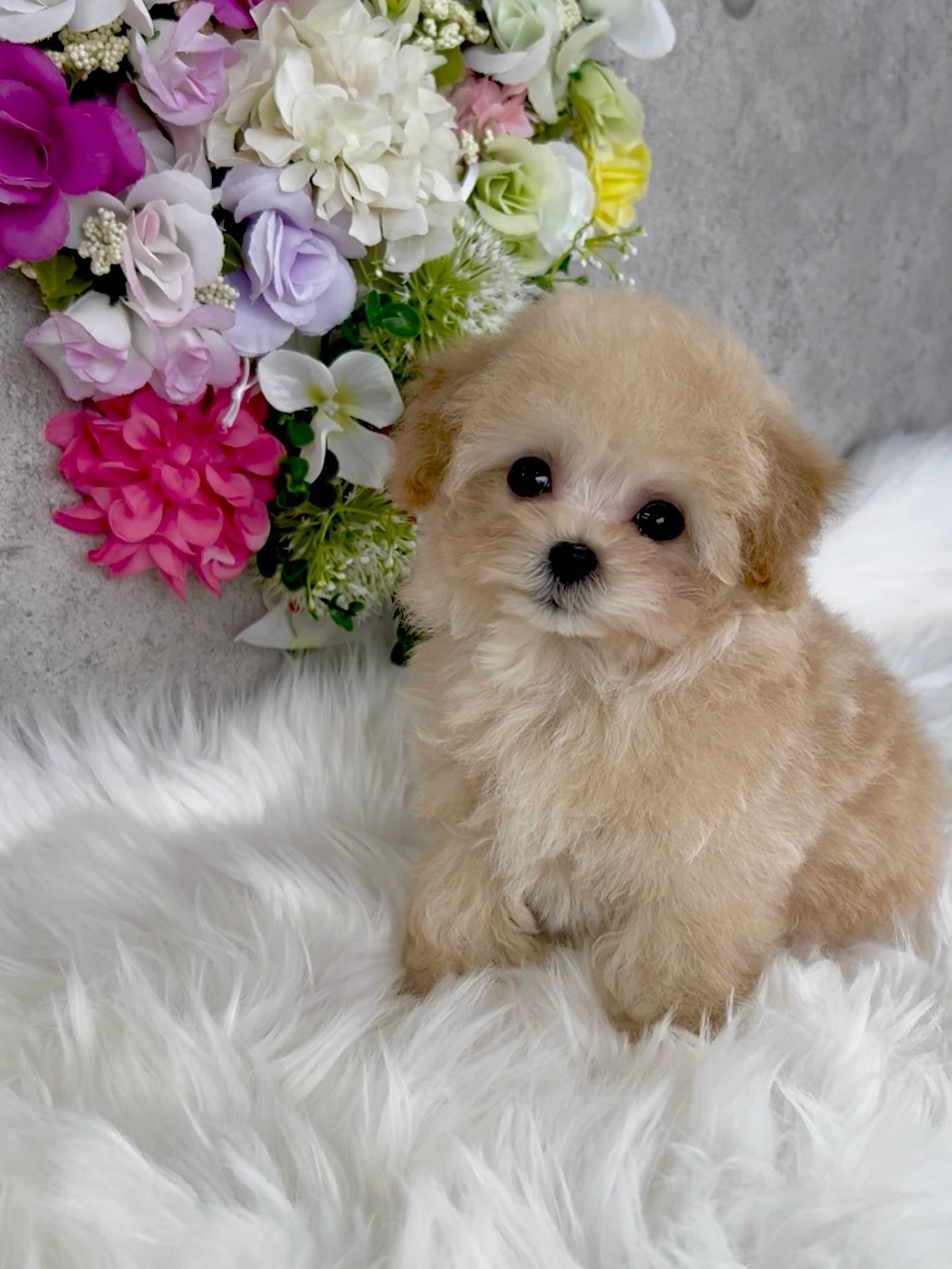 Cream Male Toy Poodle Puppy for Sale - MOON - Image 2