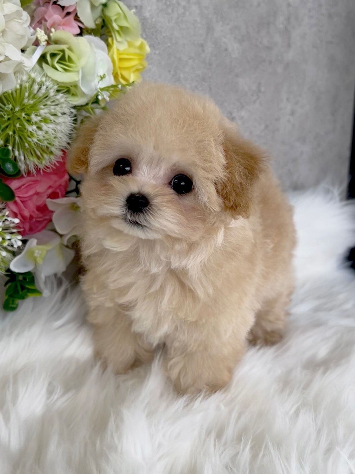 Cream Male Toy Poodle Puppy for Sale