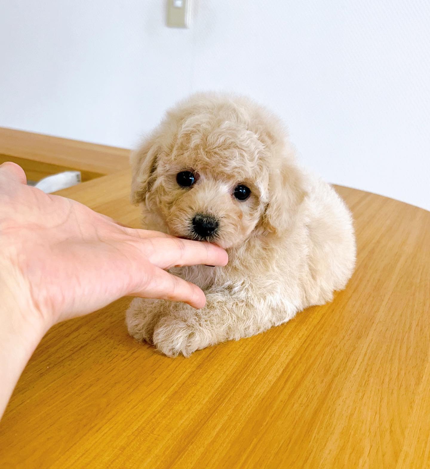 Cream Toy Poodle Puppy for Sale – PENNY - Image 2