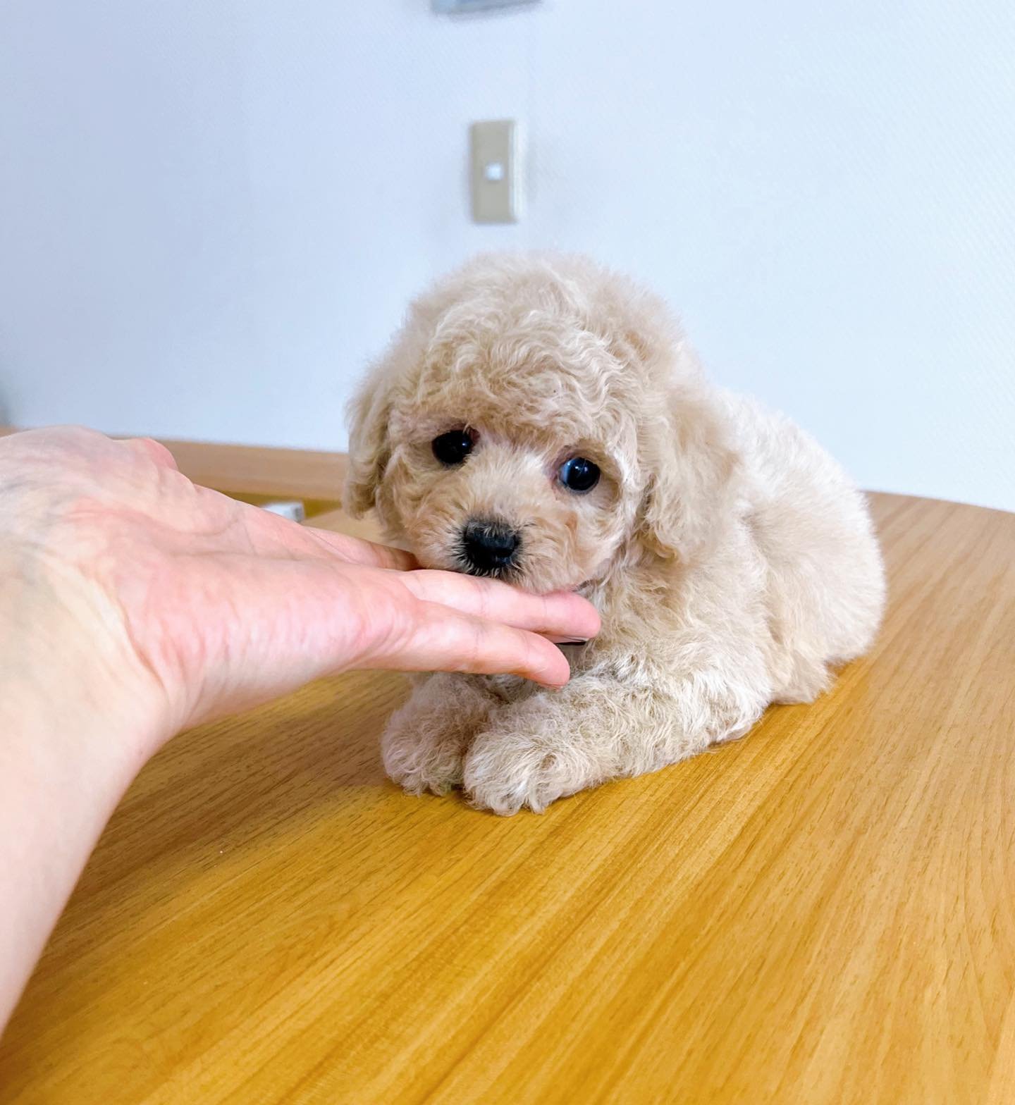 Cream Toy Poodle Puppy for Sale – PENNY - Image 3