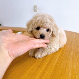 Cream Toy Poodle Puppy for Sale