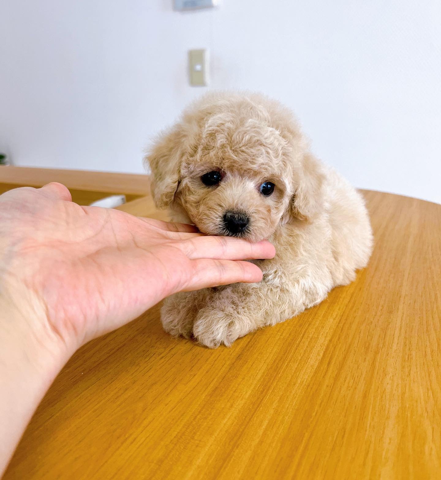 Cream Toy Poodle Puppy for Sale