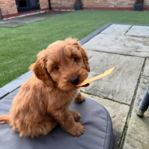 Golden Female Cockapoo Puppy for Sale