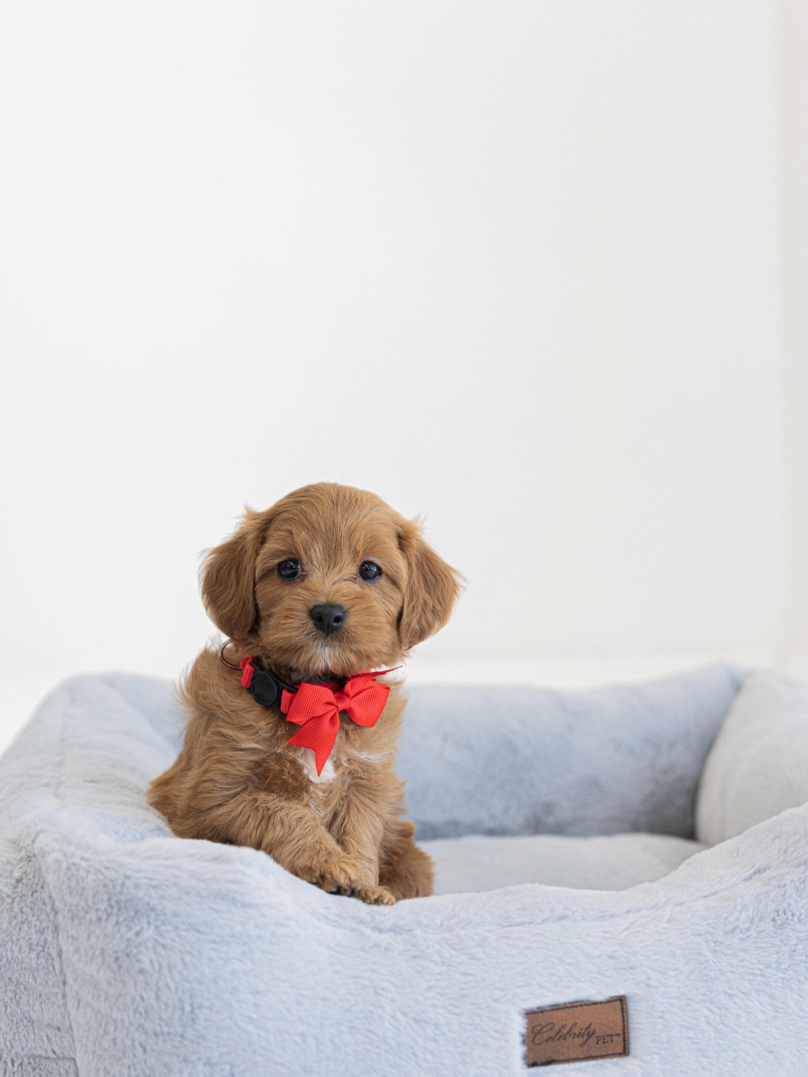 Golden Red Cavapoo Puppy - ROSIE - Image 2