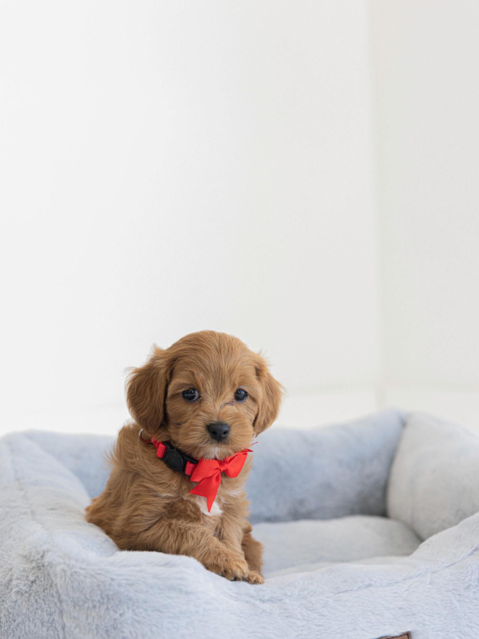Golden Red Cavapoo Puppy - ROSIE - Image 3