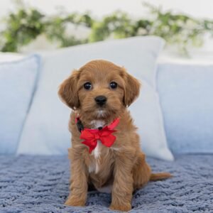 Golden Red Cavapoo Puppy