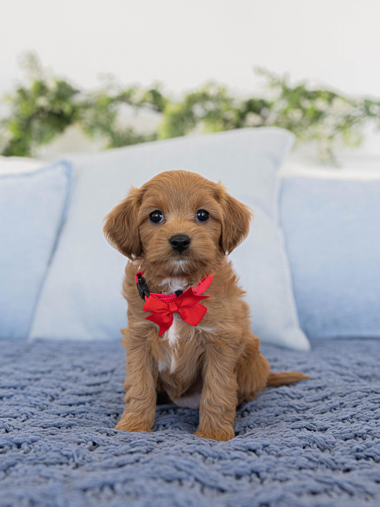 Golden Red Cavapoo Puppy