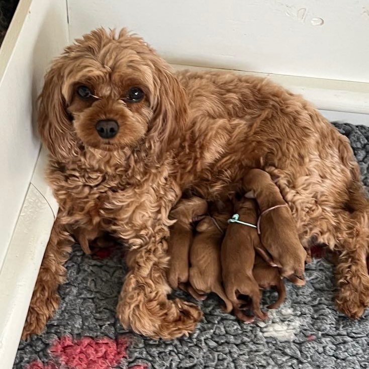 Cavapoo Mum