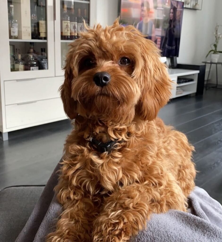 Cavapoo Mum