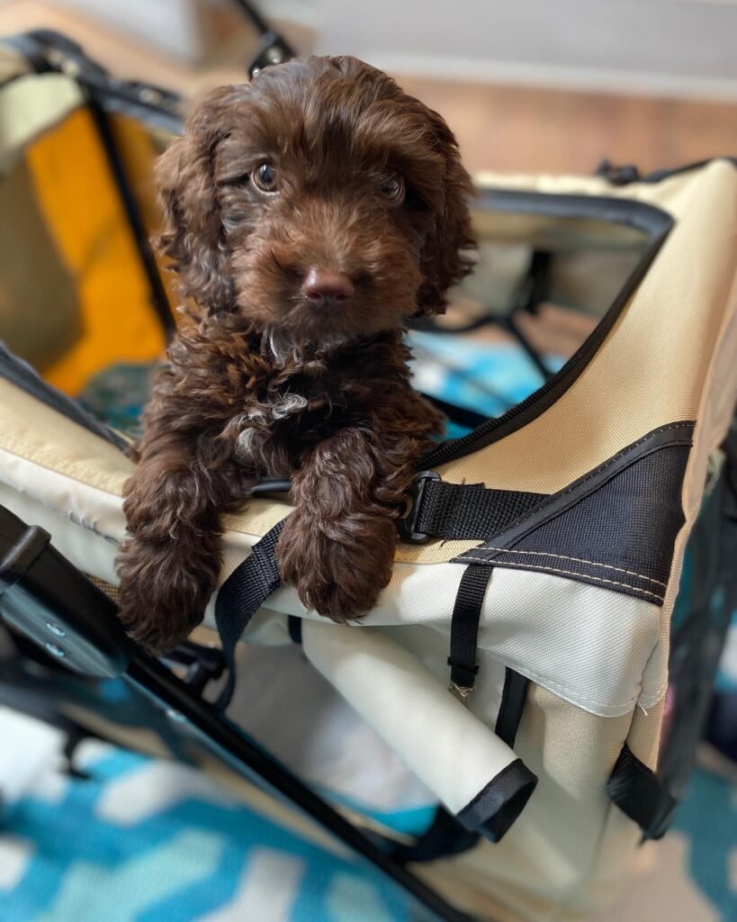 Little Paws Puppy Deliveries