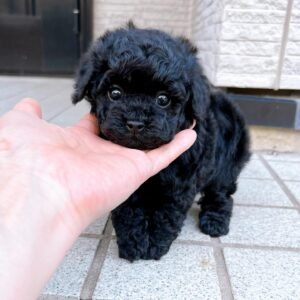Black Male Toy Poodle Puppy for Sale